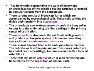 • They bony collar surrounding the walls of empty and
enlarged lacunae of the calcified hyaline cartilage is invaded
by vascular sprouts from the periosteum.
• These sprouts consist of blood capillaries which are
accompanied by mesenchymal cells. These cells continually
divide and transform into osteoclasts.
• The osteoclasts exacavate passages through the bony collar
to pass into the underlying calcified cartilage in the primary
center of ossification.
• These osteoclasts also erode the calcified cartilage matrix
and produce an irregular system of intercommunicating
spaces, known as primary marrow spaces.
• These spaces become filled with embryonic bone marrow.
The delicate walls of the primary marrow spaces (which are
formed of calcified cartilage) become covered with a layer of
osteoblasts.
• These cells lay down osteoid which is soon converted into
bone matrix by the deposition of mineral salts.
Connective and supportive tissue - Bone
 