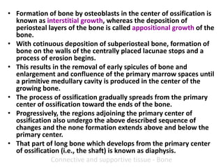 • Formation of bone by osteoblasts in the center of ossification is
known as interstitial growth, whereas the deposition of
periosteal layers of the bone is called appositional growth of the
bone.
• With cotinuous deposition of subperiosteal bone, formation of
bone on the walls of the centrally placed lacunae stops and a
process of erosion begins.
• This results in the removal of early spicules of bone and
enlargement and confluence of the primary marrow spaces until
a primitive medullary cavity is produced in the center of the
growing bone.
• The process of ossification gradually spreads from the primary
center of ossification toward the ends of the bone.
• Progressively, the regions adjoining the primary center of
ossification also undergo the above described sequence of
changes and the none formation extends above and below the
primary center.
• That part of long bone which develops from the primary center
of ossification (i.e., the shaft) is known as diaphysis.
Connective and supportive tissue - Bone
 