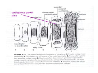 cartilaginous growth
plate
 