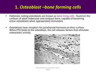 • Flattened, resting osteoblasts are known as bone lining cells - found on the
surfaces of adult trabeculae and compact bone, capable of becoming
active osteoblasts when appropriately stimulated.
• Osteoblasts have receptors for parathyroid hormone on their surface.
When PTH binds to the osteoblast, the cell releases factors that stimulate
osteoclastic activity.
1. Osteoblast –bone forming cells
Connective and supportive tissue -
Bone
 