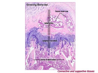 Connective and supportive tissues
 