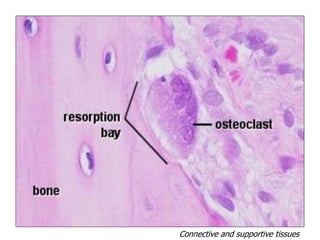 Connective and supportive tissues
 
