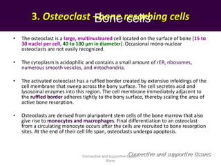 3. Osteoclast –bone resorbing cells
• The osteoclast is a large, multinucleared cell located on the surface of bone (15 to
30 nuclei per cell, 40 to 100 µm in diameter). Occasional mono-nuclear
osteoclasts are not easily recognized.
• The cytoplasm is acidophilic and contains a small amount of rER, ribosomes,
numerous smooth vesicles, and mitochondria.
• The activated osteoclast has a ruffled border created by extensive infoldings of the
cell membrane that sweep across the bony surface. The cell secretes acid and
lysosomal enzymes into this region. The cell membrane immediately adjacent to
the ruffled border adheres tightly to the bony surface, thereby scaling the area of
active bone resorption.
• Osteoclasts are derived from pluripotent stem cells of the bone marrow that also
give rise to monocytes and macrophages. Final differentiation to an osteoclast
from a circulating monocyte occurs after the cells are recruited to bone resorption
sites. At the end of their cell life span, osteoclasts undergo apoptosis.
Connective and supportive tissues
Bone cells
Connective and supportive tissue -
Bone
 