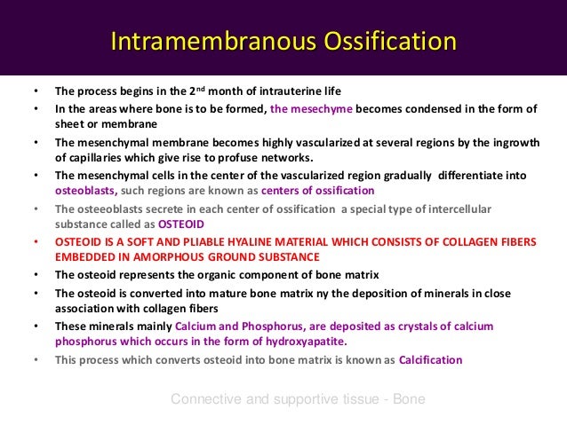For Intramembranous Ossification To Take Place, Which Of The Following Is Necessary? Bone