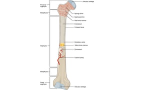 Comprehensive Overview of Bone and Soft Tissue Tumours: Diagnosis and ...