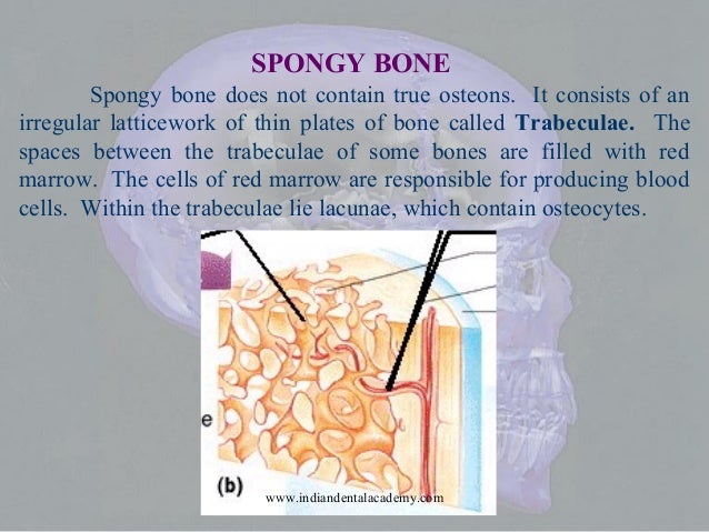 Bone or osseous tissue/ oral surgery courses Bone or osseous tissue/ oral surgery courses