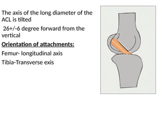 Comprehensive Guide to Bone-Patellar Tendon-Bone ACL Graft ...