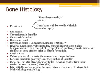 Bone Histology
• Periosteum
• Endosteum
• Circumferential lamellae
• Concentric lamellae
• Haversian canal
• Haversian canal + Concentric Lamellae = OSTEON
• Reversal Line: sharply delineated by cement lines which is highly
basophilic(due to rich content of glycoproteins & proteoglycans) and marks
the limit of bone erosion prior to osteon formation.
• Resting Line
• Volksmann canal connects the osteons and the periosteum.
• Lacunae containing osteocytes at the junction of lamellae
• Canaliculi radiating from lacunae; helps in exchange of nutrients and
wastes between lacunae (osteocytes).
• Interstitial lamellae: present between osteons; remnants of osteon, left
behind during remodelling.
Fibrocollagenous layer
(outer)
Inner layer with bone cells with rich
vascular supply
 
