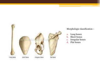 Morphologic classification :
a. Long bones
b. Short bones
c. Irregular bones
d. Flat bones
 