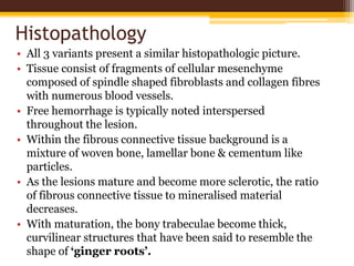 Histopathology
• All 3 variants present a similar histopathologic picture.
• Tissue consist of fragments of cellular mesenchyme
composed of spindle shaped fibroblasts and collagen fibres
with numerous blood vessels.
• Free hemorrhage is typically noted interspersed
throughout the lesion.
• Within the fibrous connective tissue background is a
mixture of woven bone, lamellar bone & cementum like
particles.
• As the lesions mature and become more sclerotic, the ratio
of fibrous connective tissue to mineralised material
decreases.
• With maturation, the bony trabeculae become thick,
curvilinear structures that have been said to resemble the
shape of ‘ginger roots’.
 