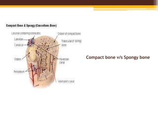 Compact bone v/s Spongy bone
 