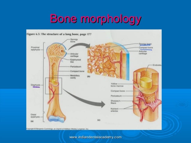 Bone physiology