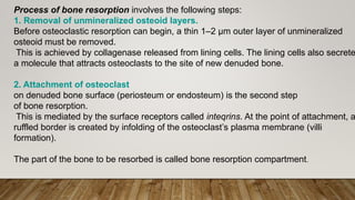 Bone physiology | PPTX