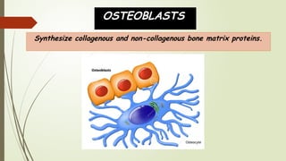 bone physiology and metabolism orthodontics | PPTX