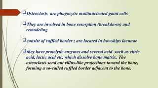 bone physiology and metabolism orthodontics | PPTX