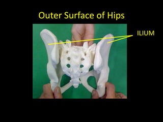 Outer Surface of Hips
                        ILIUM
 