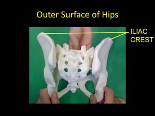 Outer Surface of Hips
                        ILIAC
                        CREST
 