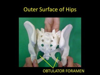 Outer Surface of Hips




       OBTULATOR FORAMEN
 
