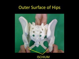 Outer Surface of Hips




         ISCHIUM
 