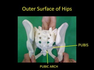 Outer Surface of Hips




                        PUBIS




       PUBIC ARCH
 