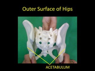 Outer Surface of Hips




         ACETABULUM
 