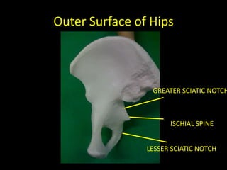 Outer Surface of Hips



                 GREATER SCIATIC NOTCH



                      ISCHIAL SPINE


                LESSER SCIATIC NOTCH
 
