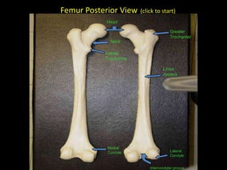 Femur Posterior View    (click to start)
            Head

                                       Greater
                                       Trochanter
             Neck

           Lesser
           Trochanter

                                   Linea
                                   Aspera




            Medial
            Condyle                    Lateral
                                       Condyle


                            Intercondylar groove
 