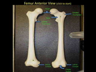 Femur Anterior View (click to start)
                Head

                                          Greater
                                          Trochanter
                 Neck
             Lesser
             Trochanter




                Medial                    Lateral
                Condyle                   Condyle
                               Patellar
                               Surface
 