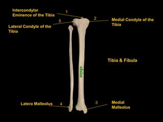 Intercondylar               1
  Eminence of the Tibia
                                  2    Medial Condyle of the
                          5
Lateral Condyle of the                 Tibia
Tibia




                                      Tibia & Fibula




      Latera Malleolus    4       3    Medial
                                       Malleolus
 