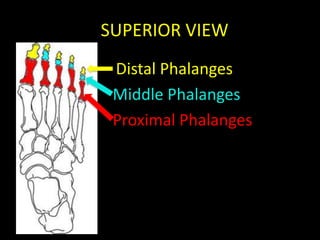 SSUPERIOR VIEW
  Distal Phalanges
  Middle Phalanges
  Proximal Phalanges
 