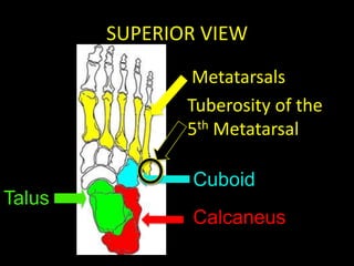 SUPERIOR VIEW
                Metatarsals
               Tuberosity of the
               5th Metatarsal

               Cuboid
Talus
               Calcaneus
 