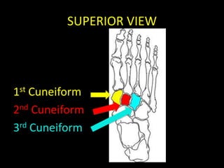 SUPERIOR VIEW




1st Cuneiform
2nd Cuneiform
3rd Cuneiform
 