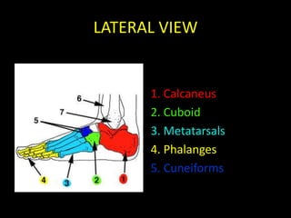 LATERAL VIEW


      1. Calcaneus
      2. Cuboid
      3. Metatarsals
      4. Phalanges
      5. Cuneiforms
 