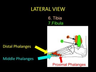 LATERAL VIEW
                     6. Tibia
                     7.Fibula




Distal Phalanges

Middle Phalanges
                       Proximal Phalanges
 
