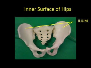 Inner Surface of Hips

                        ILIUM
 