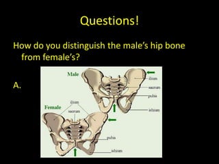 Questions!
How do you distinguish the male’s hip bone
 from female’s?

A.
 