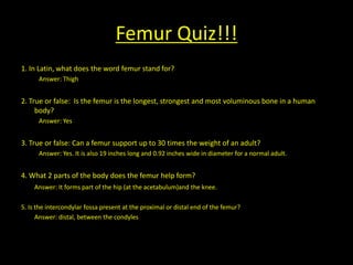 Femur Quiz!!!
1. In Latin, what does the word femur stand for?
      Answer: Thigh


2. True or false: Is the femur is the longest, strongest and most voluminous bone in a human
     body?
      Answer: Yes


3. True or false: Can a femur support up to 30 times the weight of an adult?
      Answer: Yes. It is also 19 inches long and 0.92 inches wide in diameter for a normal adult.


4. What 2 parts of the body does the femur help form?
    Answer: It forms part of the hip (at the acetabulum)and the knee.

5. Is the intercondylar fossa present at the proximal or distal end of the femur?
      Answer: distal, between the condyles
 