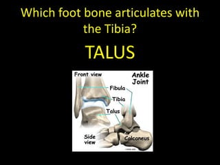 Which foot bone articulates with
           the Tibia?
           TALUS
 