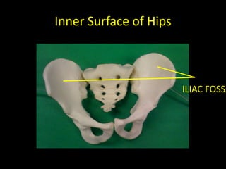 Inner Surface of Hips



                        ILIAC FOSSA
 