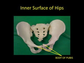 Inner Surface of Hips




                BODY OF PUBIS
 