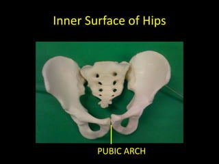 Inner Surface of Hips




        PUBIC ARCH
 