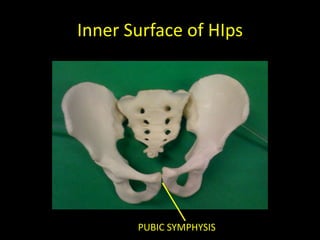 Inner Surface of HIps




       PUBIC SYMPHYSIS
 