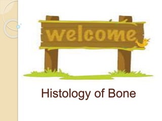 Histology of Bone
 