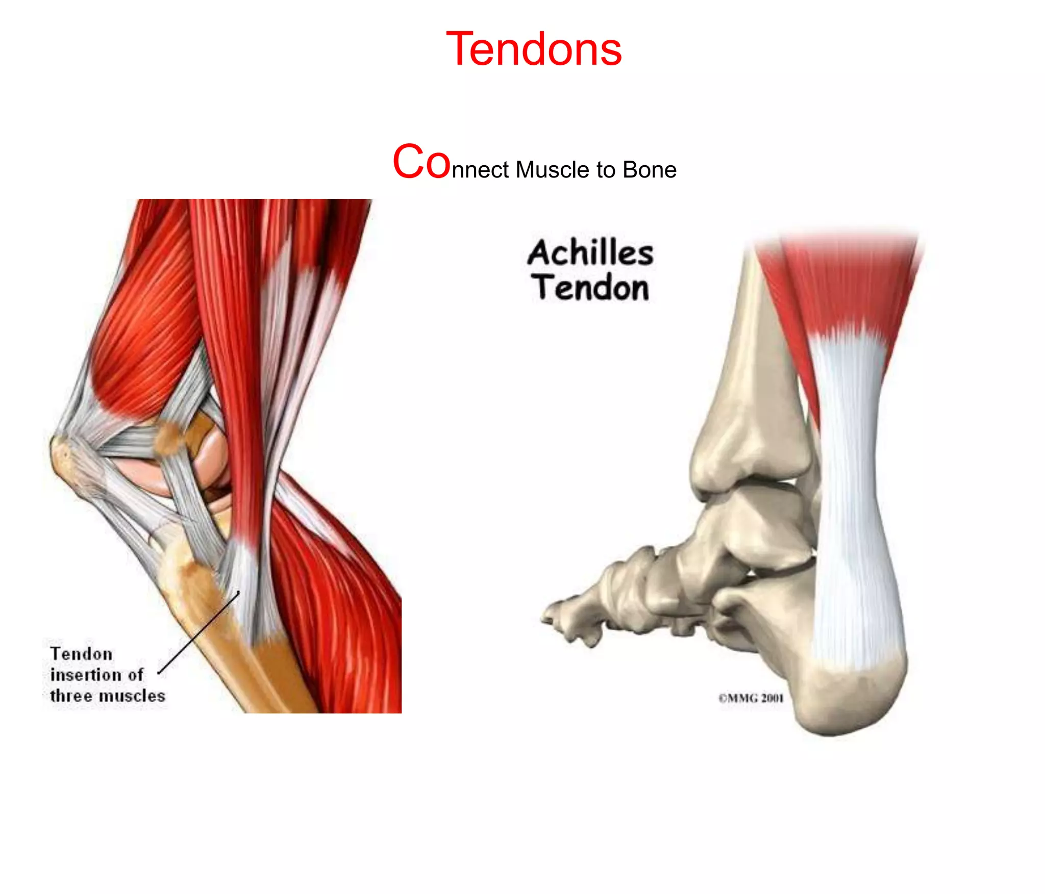 Tendons

Connect Muscle to Bone
 
