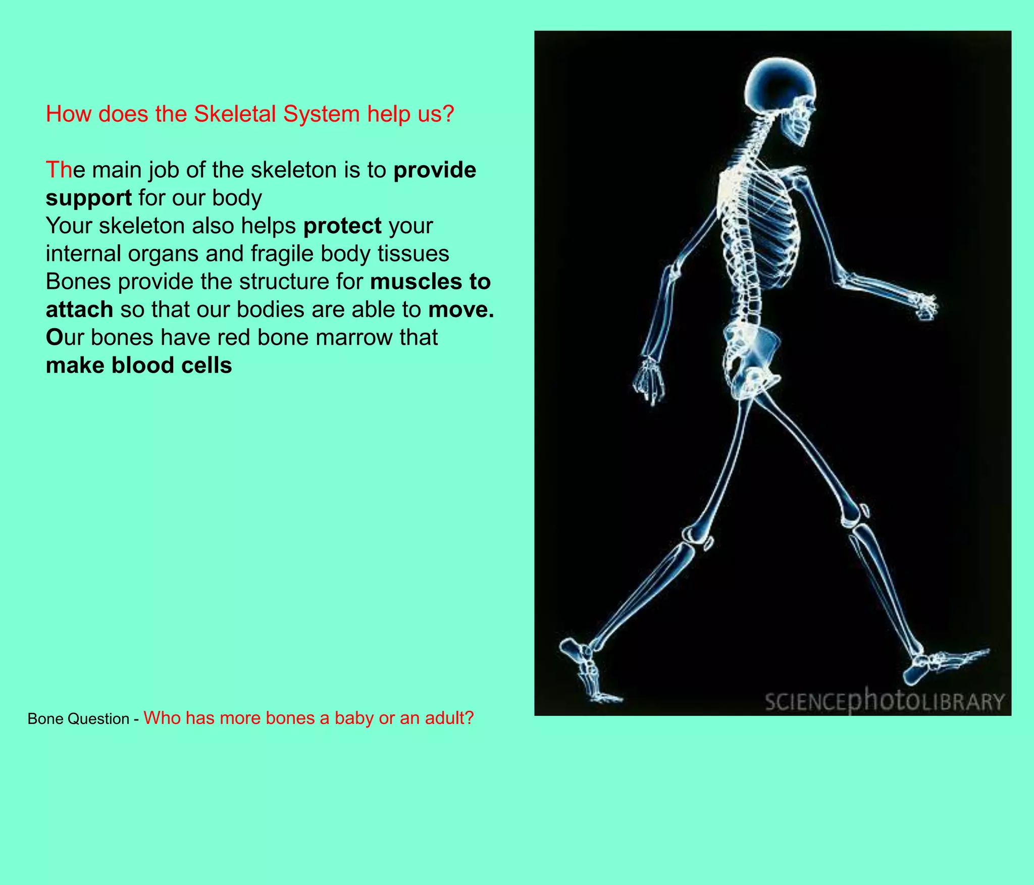 How does the Skeletal System help us?

  The main job of the skeleton is to provide
  support for our body
  Your skeleton also helps protect your
  internal organs and fragile body tissues
  Bones provide the structure for muscles to
  attach so that our bodies are able to move.
  Our bones have red bone marrow that
  make blood cells




Bone Question - Who has more bones a baby or an adult?
 