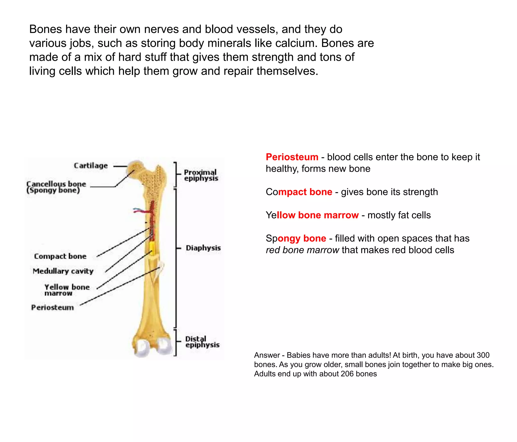 Bones have their own nerves and blood vessels, and they do
various jobs, such as storing body minerals like calcium. Bones are
made of a mix of hard stuff that gives them strength and tons of
living cells which help them grow and repair themselves.




                                              Periosteum - blood cells enter the bone to keep it
                                              healthy, forms new bone

                                              Compact bone - gives bone its strength

                                              Yellow bone marrow - mostly fat cells

                                              Spongy bone - filled with open spaces that has
                                              red bone marrow that makes red blood cells




                                           Answer - Babies have more than adults! At birth, you have about 300
                                           bones. As you grow older, small bones join together to make big ones.
                                           Adults end up with about 206 bones
 