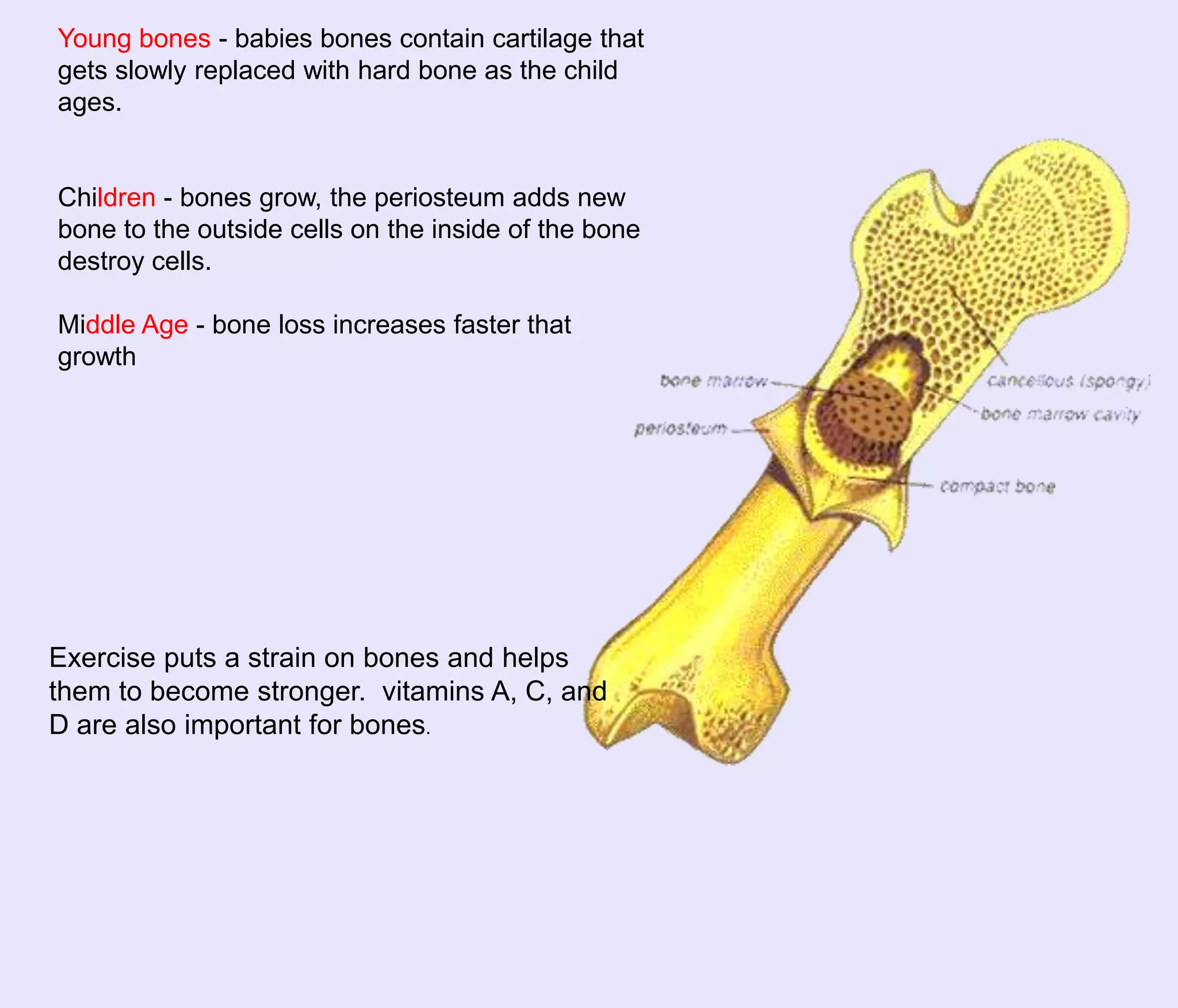 Young bones - babies bones contain cartilage that
gets slowly replaced with hard bone as the child
ages.


Children - bones grow, the periosteum adds new
bone to the outside cells on the inside of the bone
destroy cells.

Middle Age - bone loss increases faster that
growth




Exercise puts a strain on bones and helps
them to become stronger. vitamins A, C, and
D are also important for bones.
 