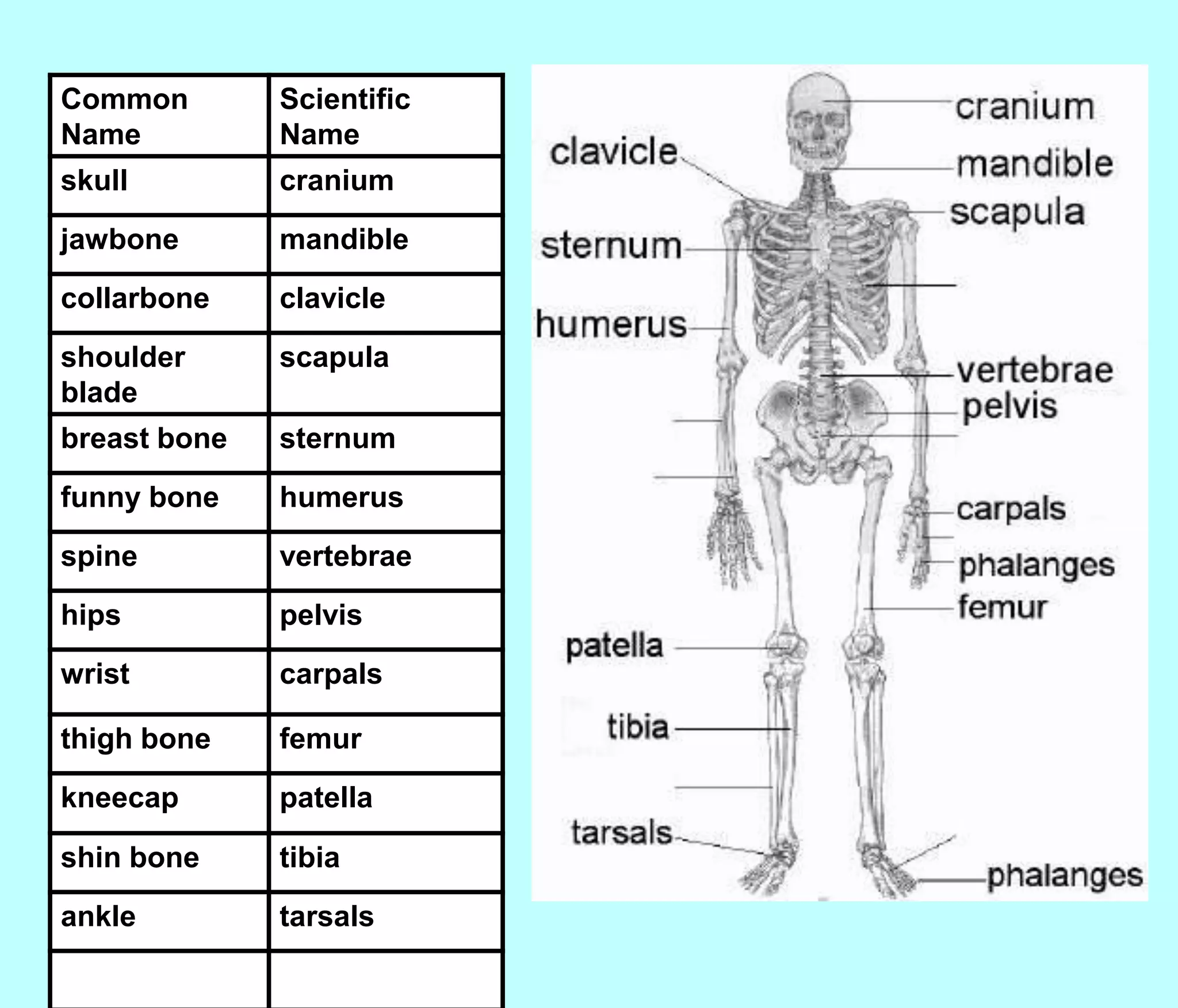 Common        Scientific
Name          Name
skull         cranium
jawbone       mandible
collarbone    clavicle
shoulder      scapula
blade
breast bone   sternum
funny bone    humerus
spine         vertebrae
hips          pelvis
wrist         carpals

thigh bone    femur
kneecap       patella

shin bone     tibia
ankle         tarsals
 
