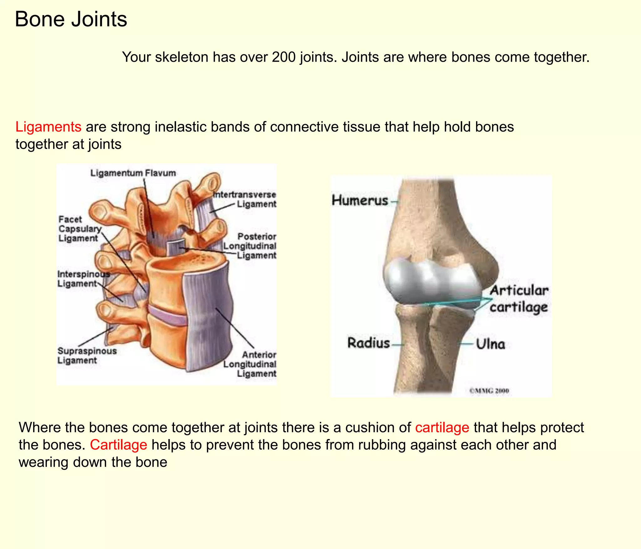 Bone Joints
                Your skeleton has over 200 joints. Joints are where bones come together.



Ligaments are strong inelastic bands of connective tissue that help hold bones
together at joints




Where the bones come together at joints there is a cushion of cartilage that helps protect
the bones. Cartilage helps to prevent the bones from rubbing against each other and
wearing down the bone
 