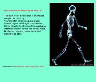 How does the Skeletal System help us?

  The main job of the skeleton is to provide
  support for our body
  Your skeleton also helps protect your
  internal organs and fragile body tissues
  Bones provide the structure for muscles to
  attach so that our bodies are able to move.
  Our bones have red bone marrow that
  make blood cells




Bone Question - Who has more bones a baby or an adult?
 